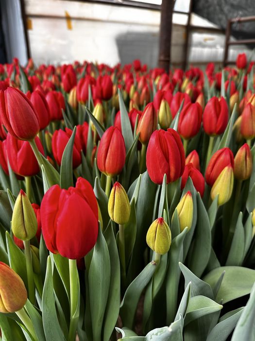 Тюльпаны оптом и розницу