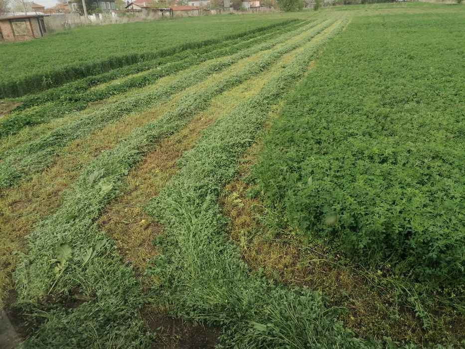 Фуражна царевица. Бали пшеничена, овесена слама, люцерна, трева, сено,