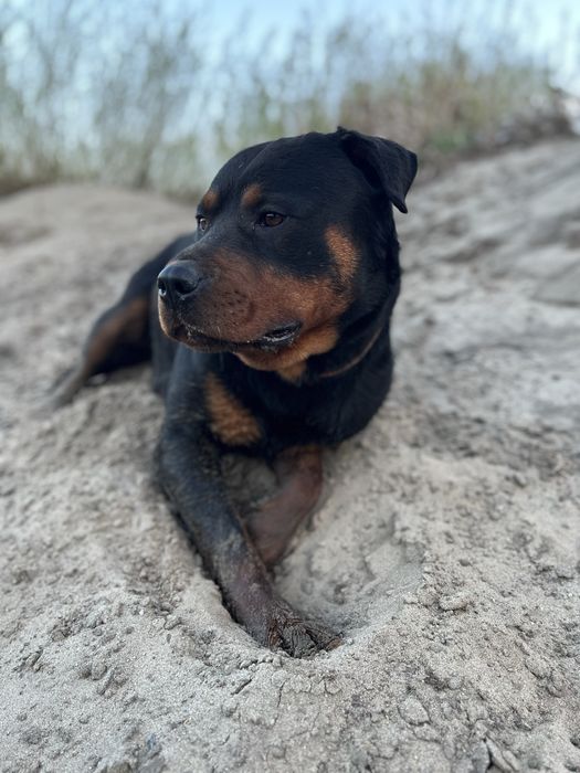 вязка ротвейлера