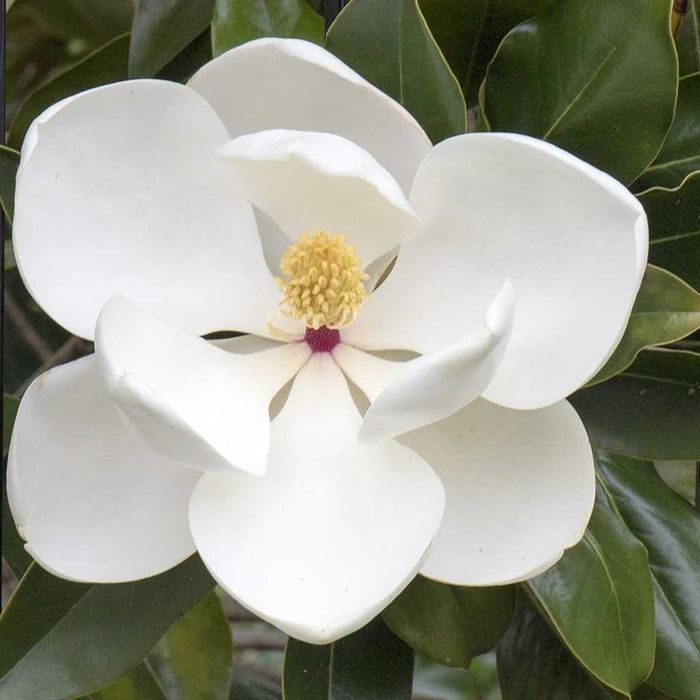 Magnolia grandiflora tufa pom