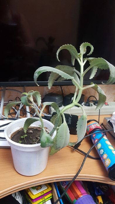 Продам алоэ, каланхоэ.