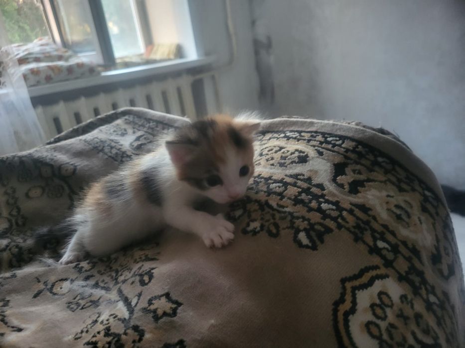 Девочка котенок в добрые руки!