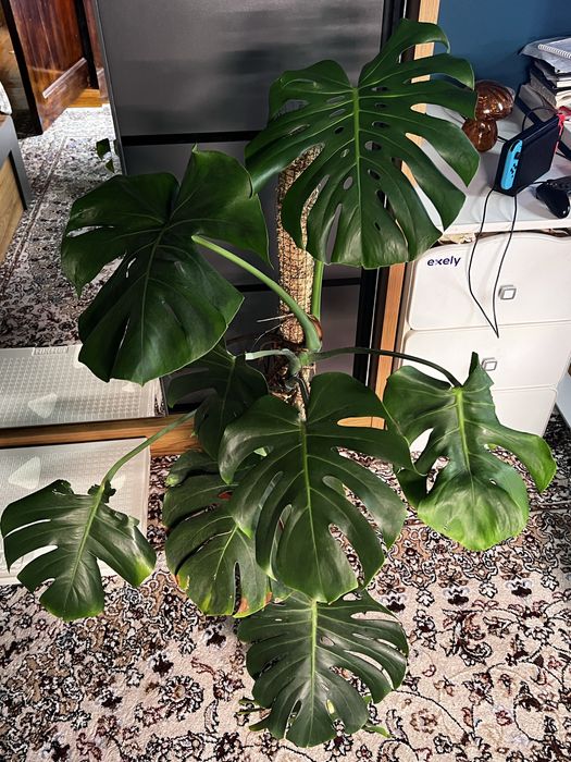 Продается монстера деликатесная