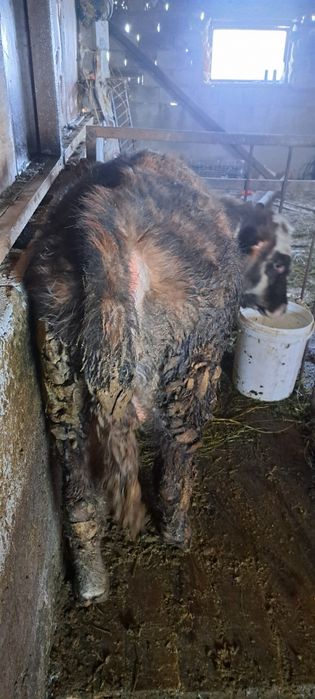 Продам бычка 8 месяцев