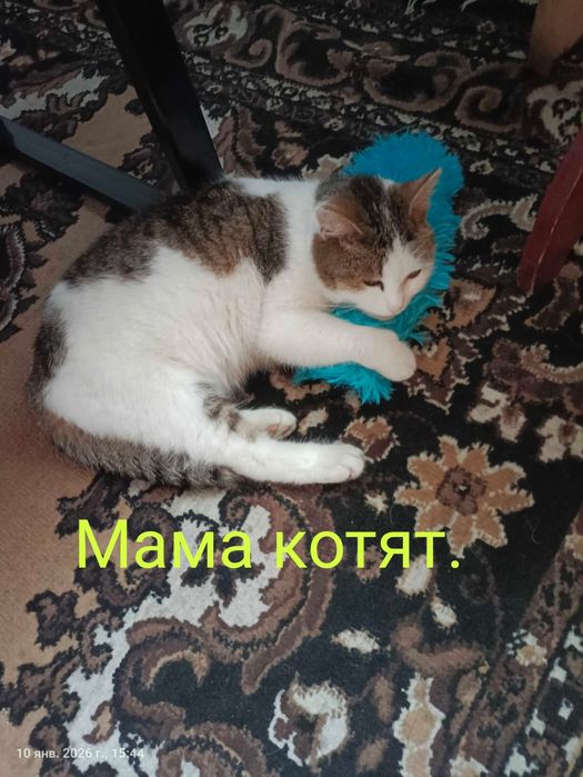 Отдам котят, девочки.