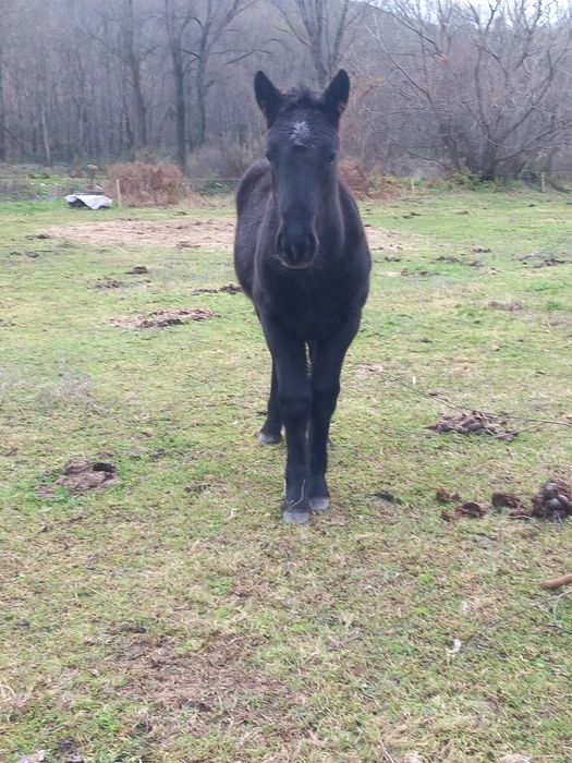 Мъжко конче на 5 месеца