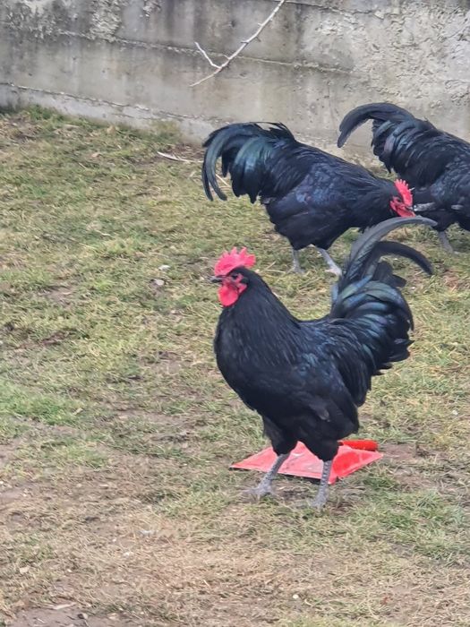 Austrolop Rasă PURĂ !