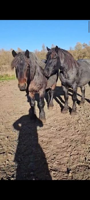 Vând doi mânji frați