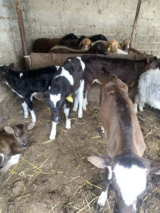 Сүтті сиырдын бұзаулары бар