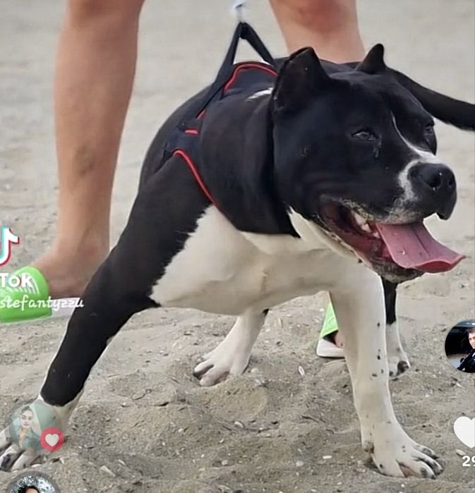 Amstaff  femela