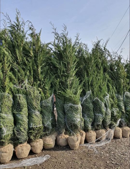 Cupressus leylandii