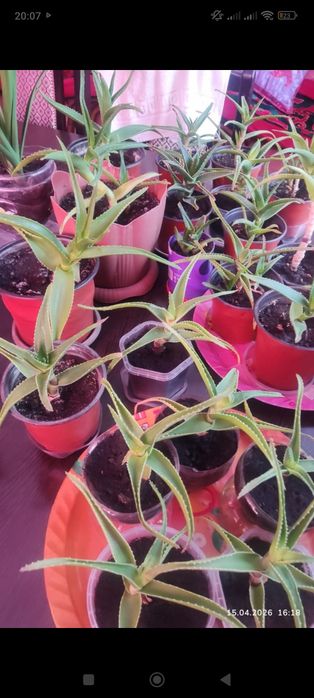 Алоэ алой алои алое цветы