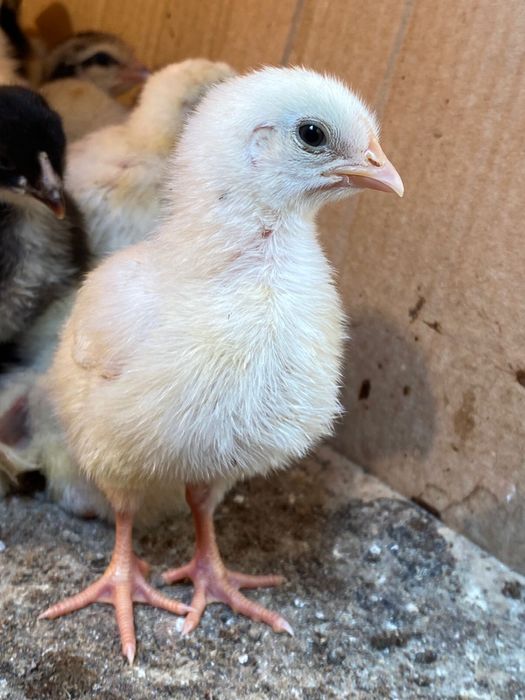 Балапандар сатылады