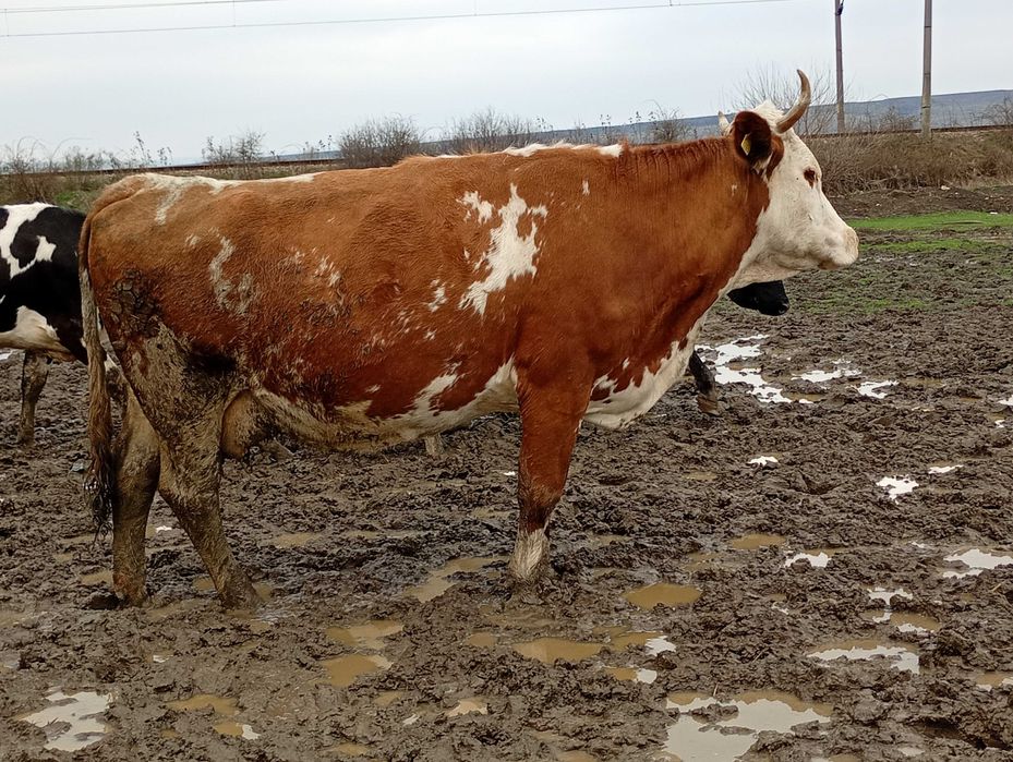 vand vaca de 600 de kg