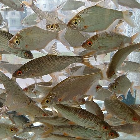 Продам Живца Оптом и в Розницу