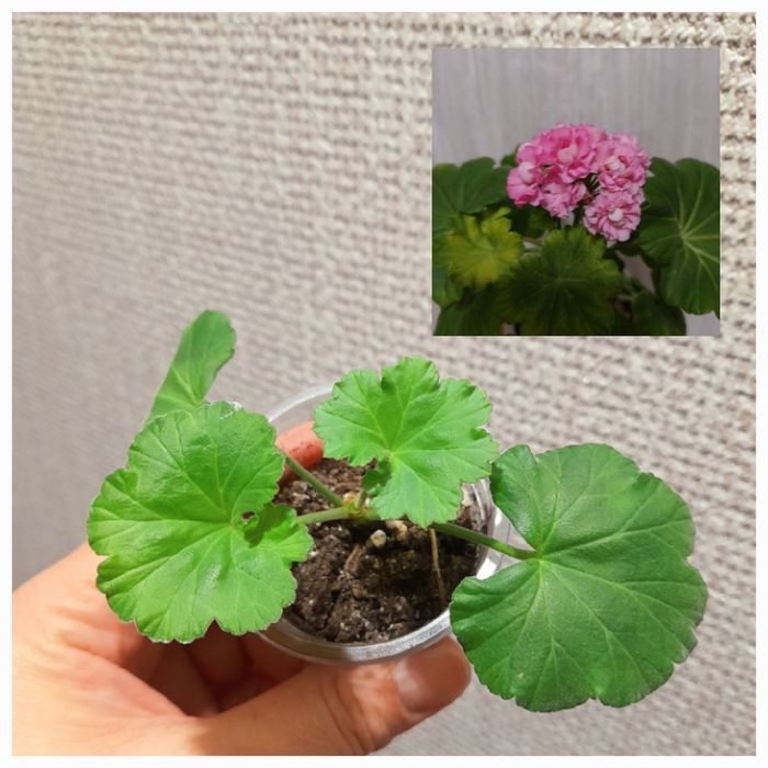 Продам Филодендрон Пинк бикини