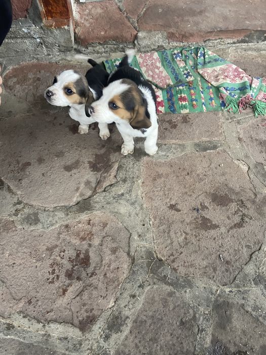 Кученца Бигъл на два месеца