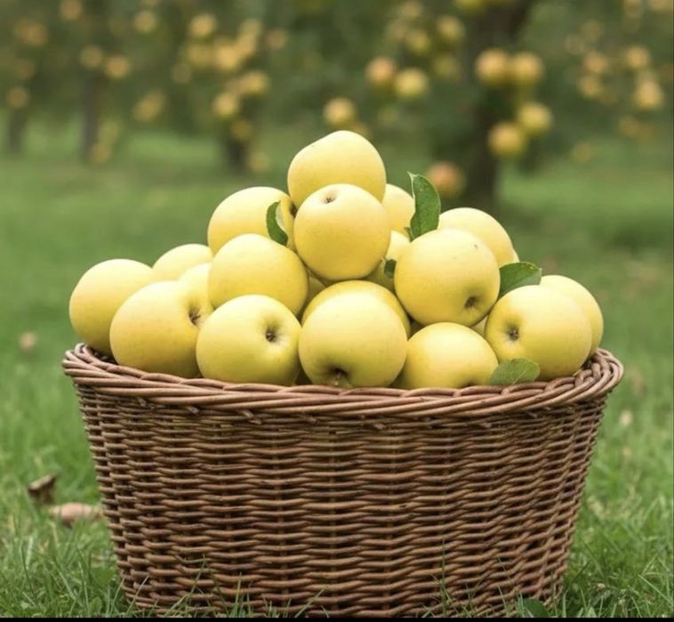 Vând mere Golden, Idared și Ionaprins – 2 lei/kg