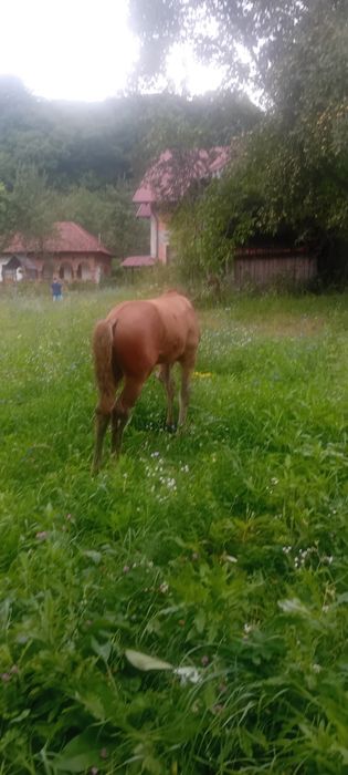 Vând iapă cu mânz