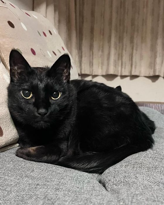 Отдам в добрые руки котят