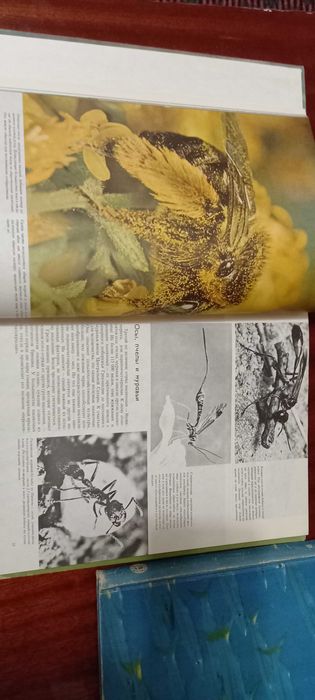 Мир природы - удивительное о животных