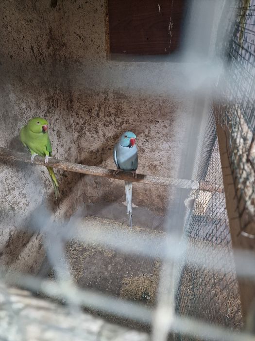 Papagali micul alexandru