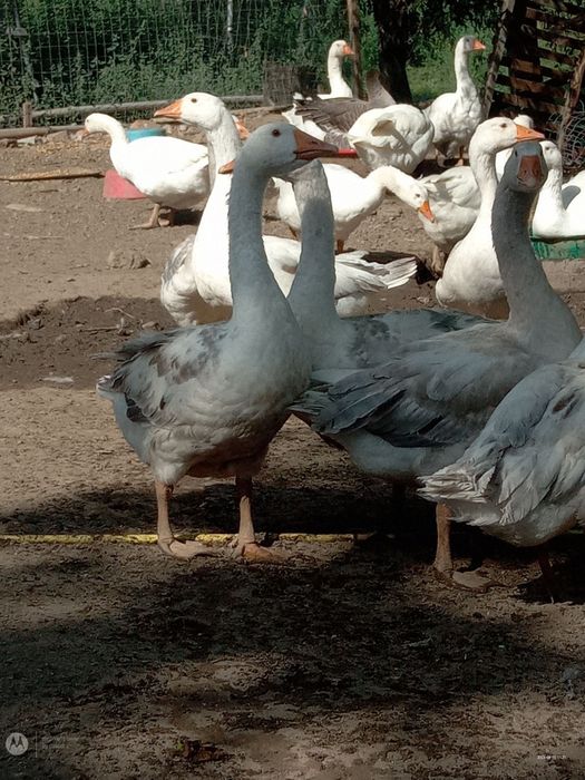 Gîste și gîscani