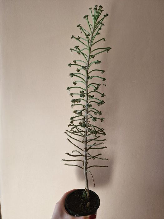 Каланхоэ трубчатый