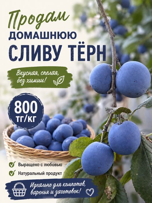 Продам домашнюю сливу
