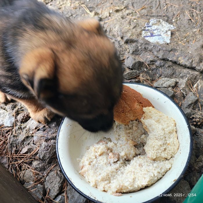 Щенки в добрые руки срочно
