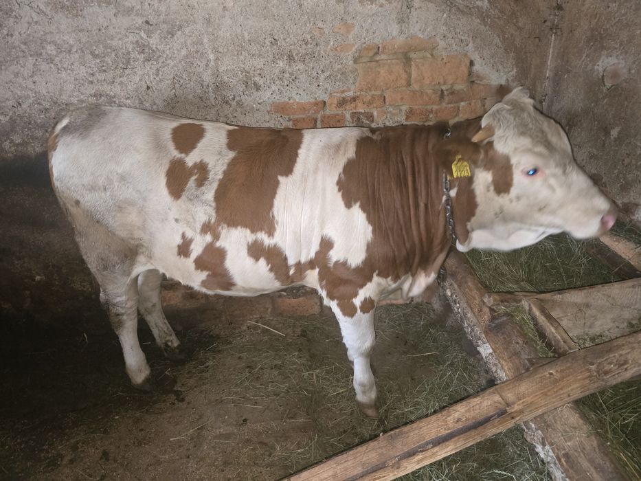Vand Juninca gestanta