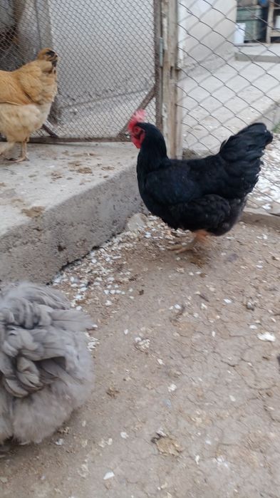 Хонаки товуклар тухумлари