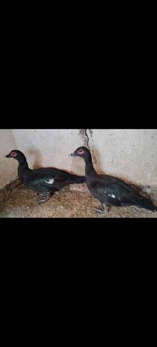 Изумрудный самец индаутки