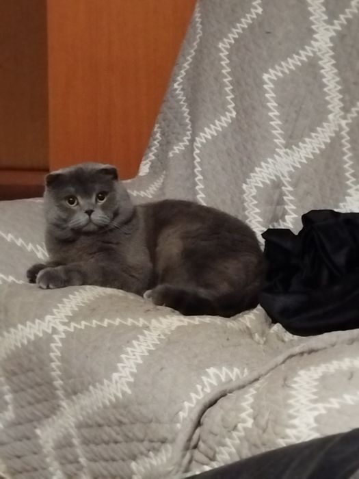 Продам британского котёнка.