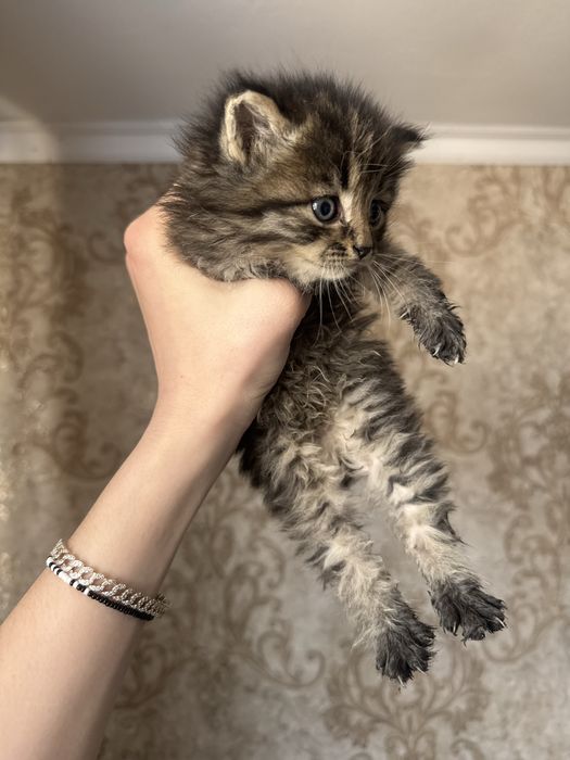 Котята бесплатно