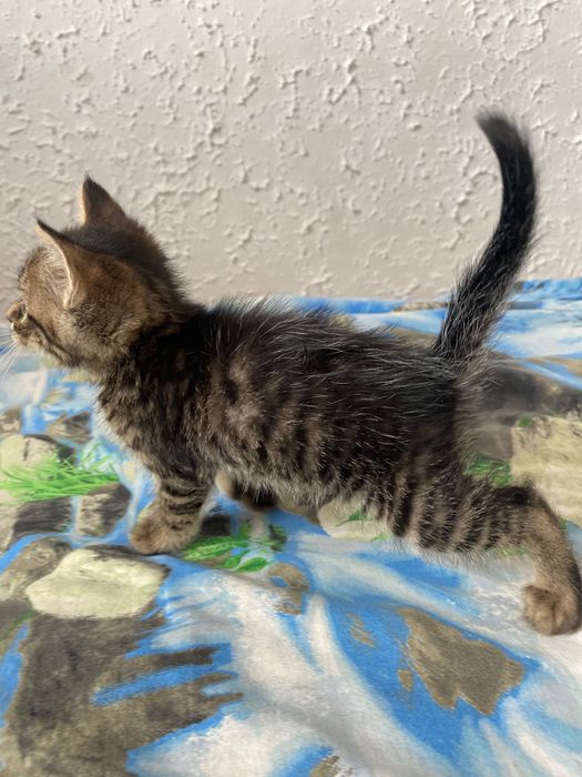 Котенок Ему 3месяца