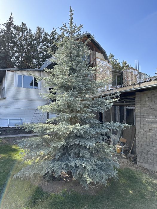 Продам голубую/зеленую Ель