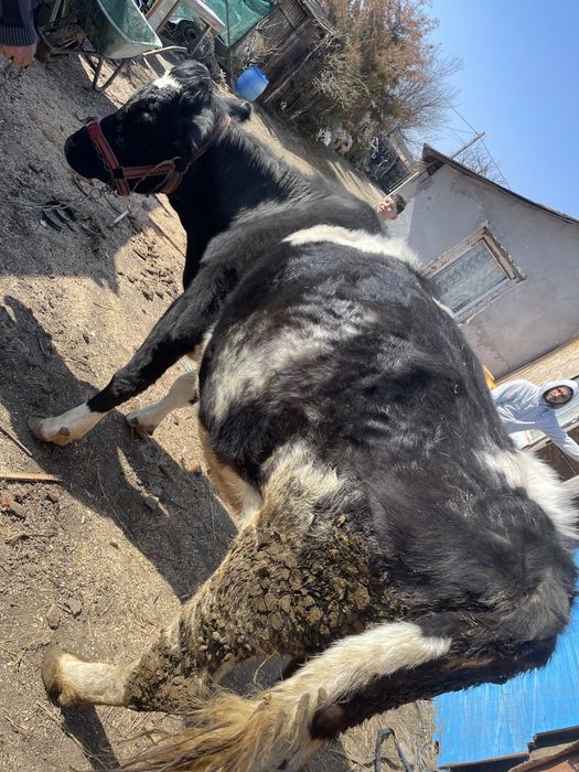 Vand vaca in varsta de 4 ani gestanta in 6 luni