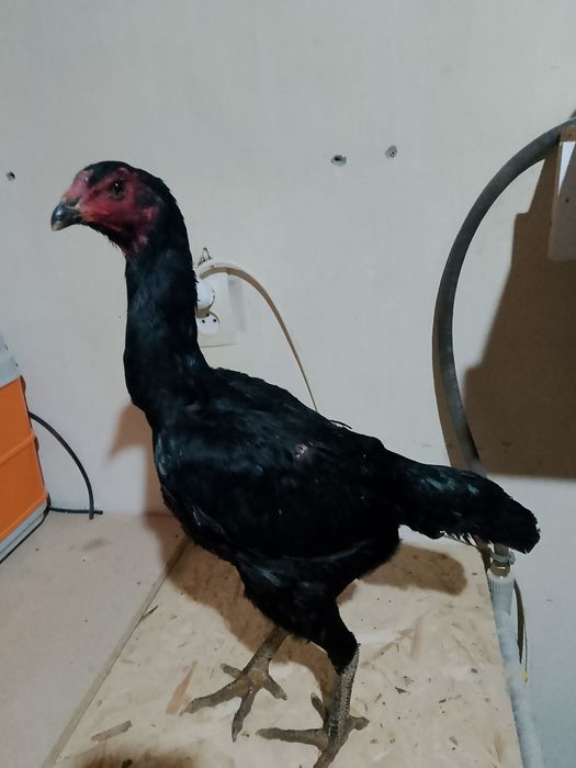 Ганой мекен сатылады