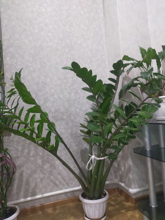 Продам зомимулькас