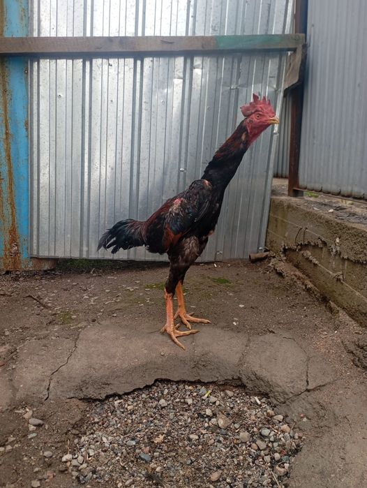 Дакан спар жоқ ннн