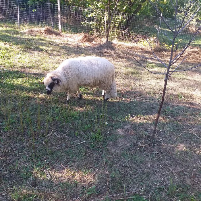 Vând berbecuț de 1 an
