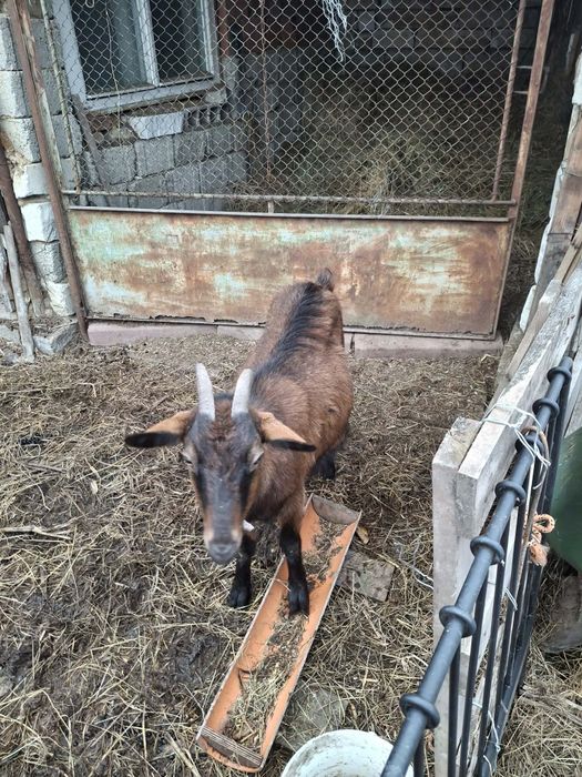 De vânzare-capra alpina franceză