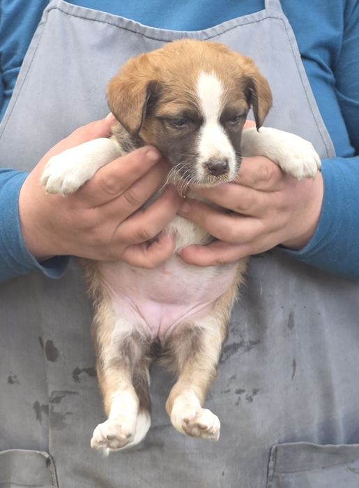 Отдам в добрые руки