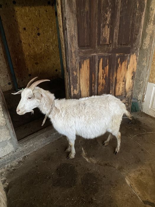 2 ешки 1 шыбыш сатылады занен