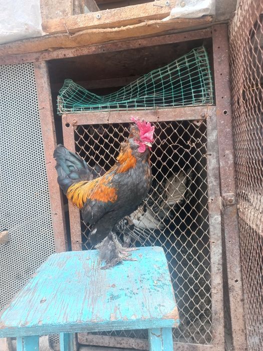 Yaponchala sotiladi manzil Qarshi shahar