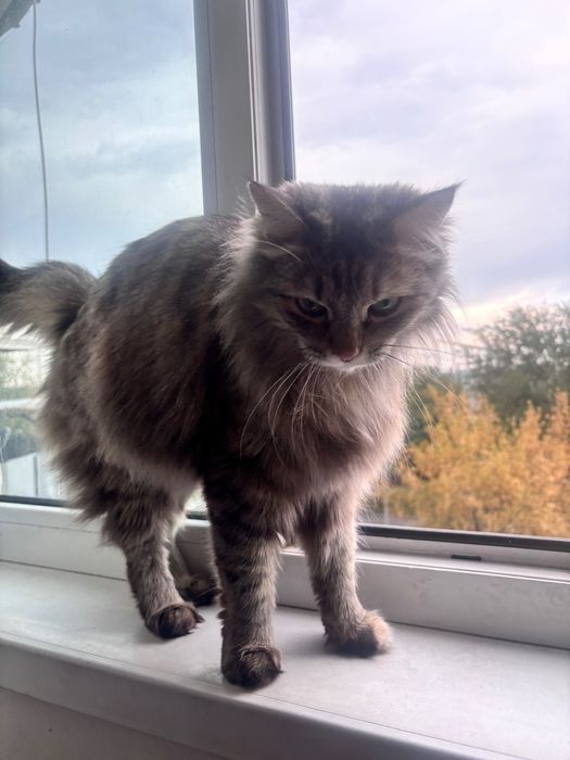 сибирская кошка ищет дом