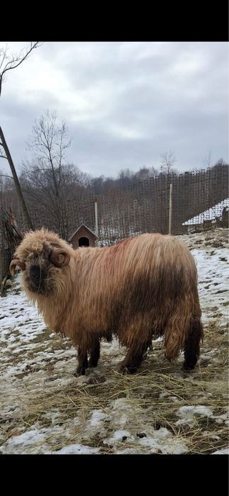 De vanzare berbec bucalau