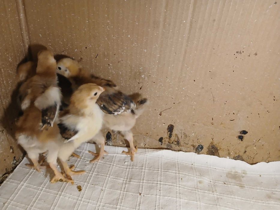 Vând 5 pui de Wyandotte GSG