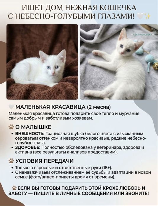 Кошечка 2 месяца